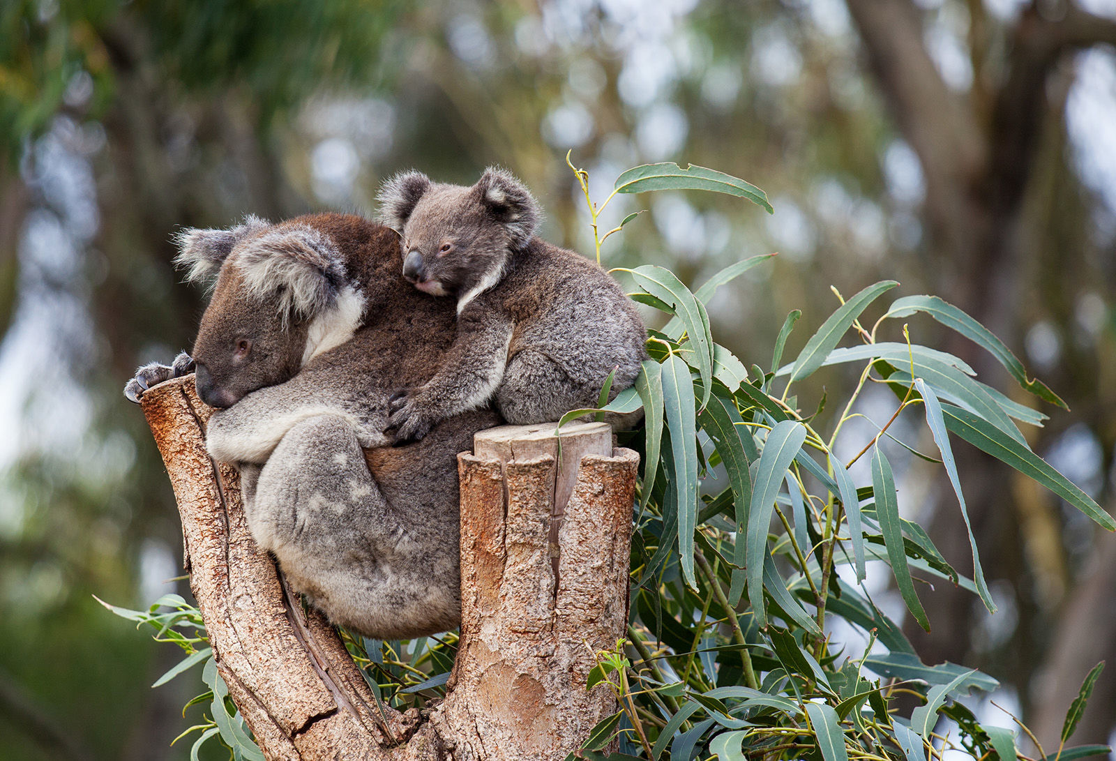 Koala bears